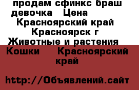 продам сфинкс браш девочка › Цена ­ 1 500 - Красноярский край, Красноярск г. Животные и растения » Кошки   . Красноярский край